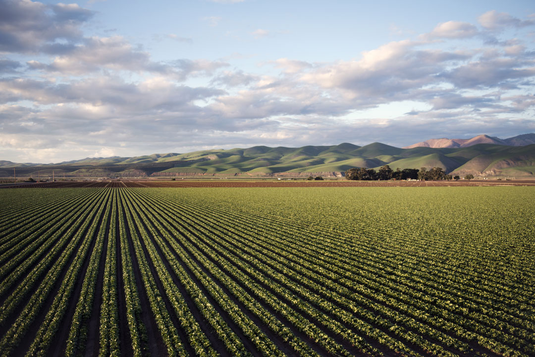 Living spring Agro