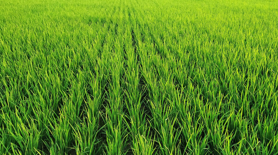Living spring Agro